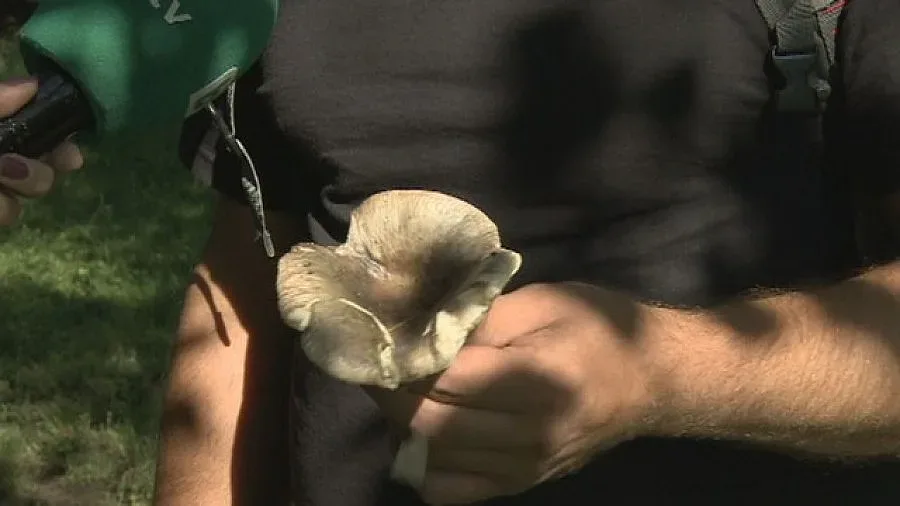 Опасни ли са гъбите, появили се по парковете в София след дъждовете