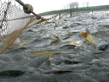 WWF: Рибата привършва