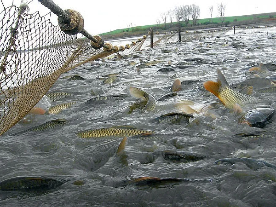 WWF: Рибата привършва