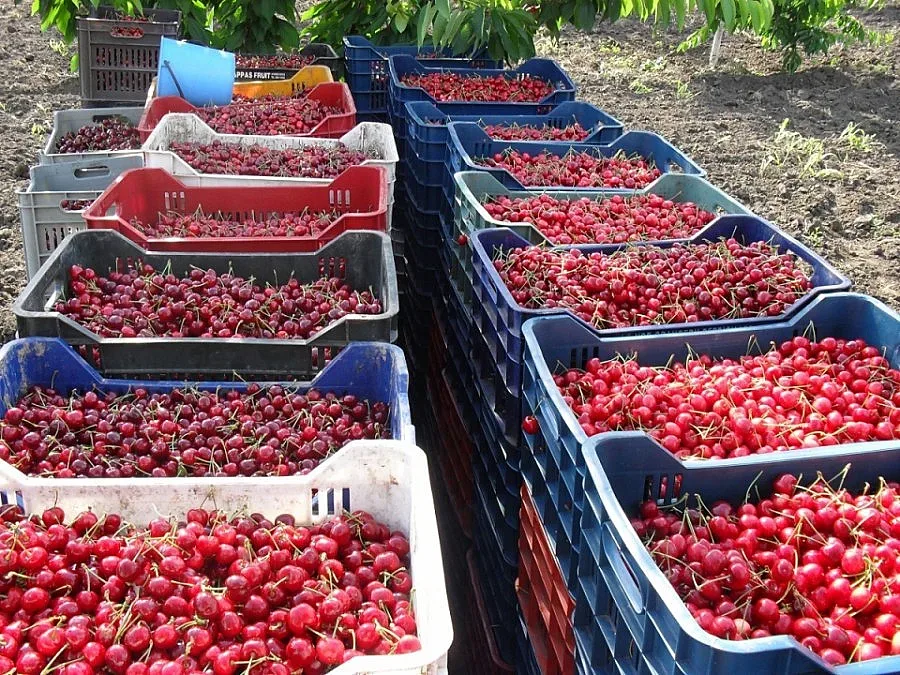 Изкупуват костилки от череши за гориво