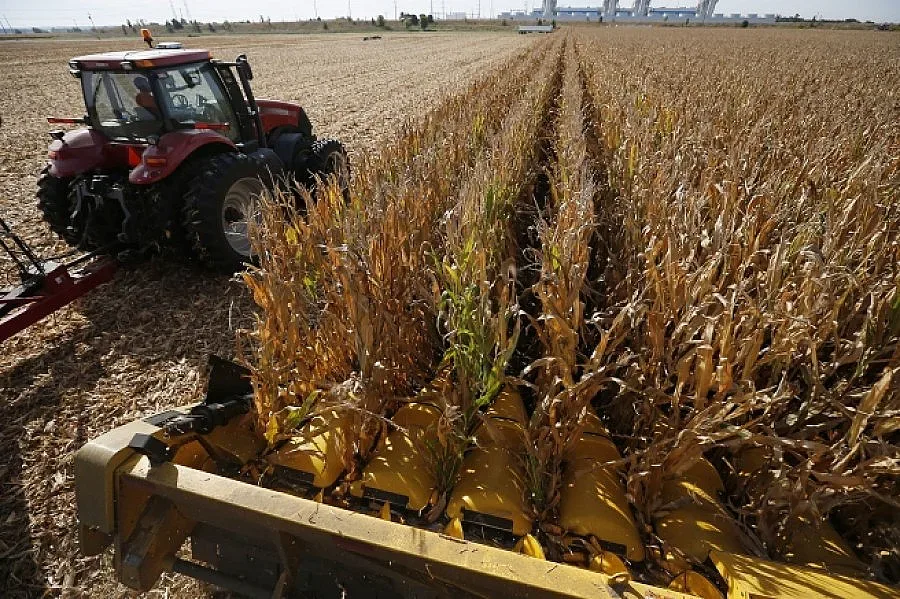 Дъждовете засегнали реколтата