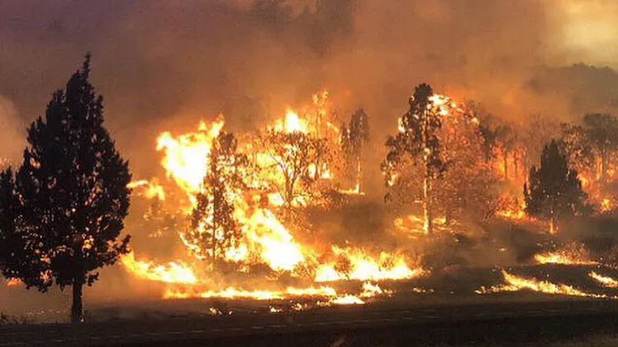 Извънредно положение в Калифорния заради горски пожари