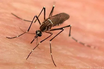 Комари и кърлежи са напаст след валежите