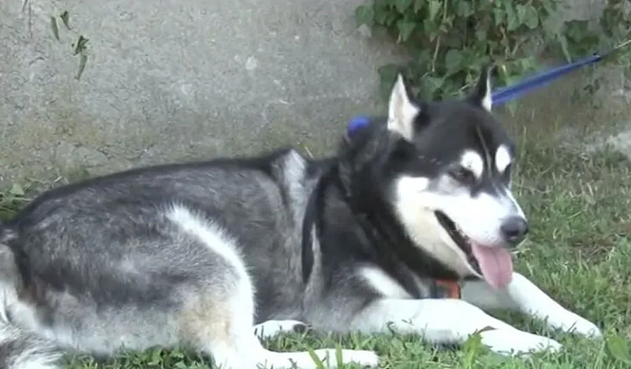 Хъски спаси изчезнала жена в Бургас