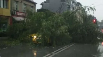 Дървета премазват автомобили, обстановката в Пловдив е крайно усложнена