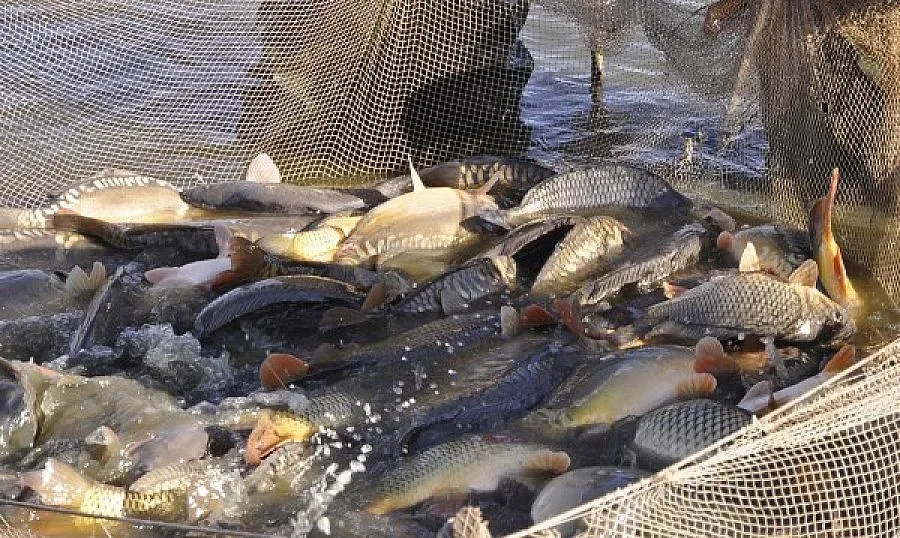 ИАРА ще арестува бракониери