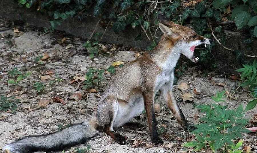 Започва ваксинация срещу бяс по дивите животни