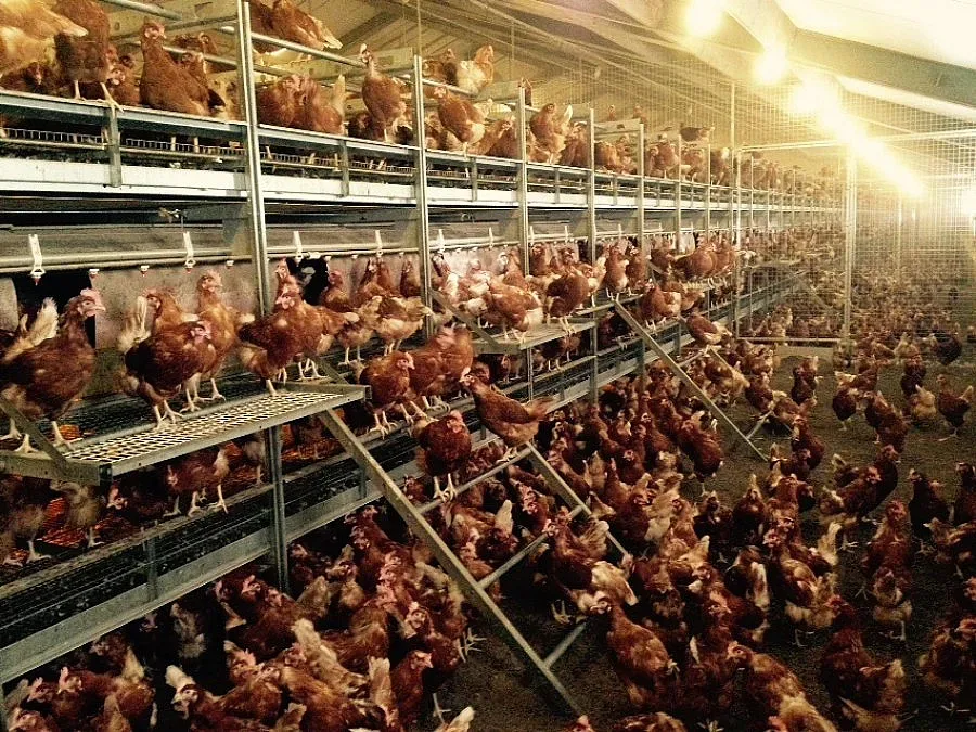 Откриха птичи грип в добричка птицеферма