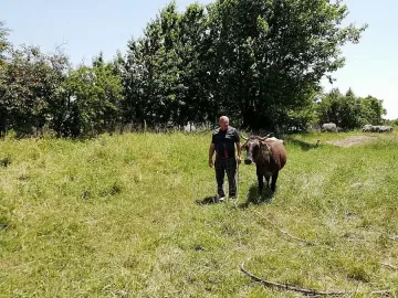 Стопанинът на кравата беглец: Успяхме да се преборим с бюрокрацията