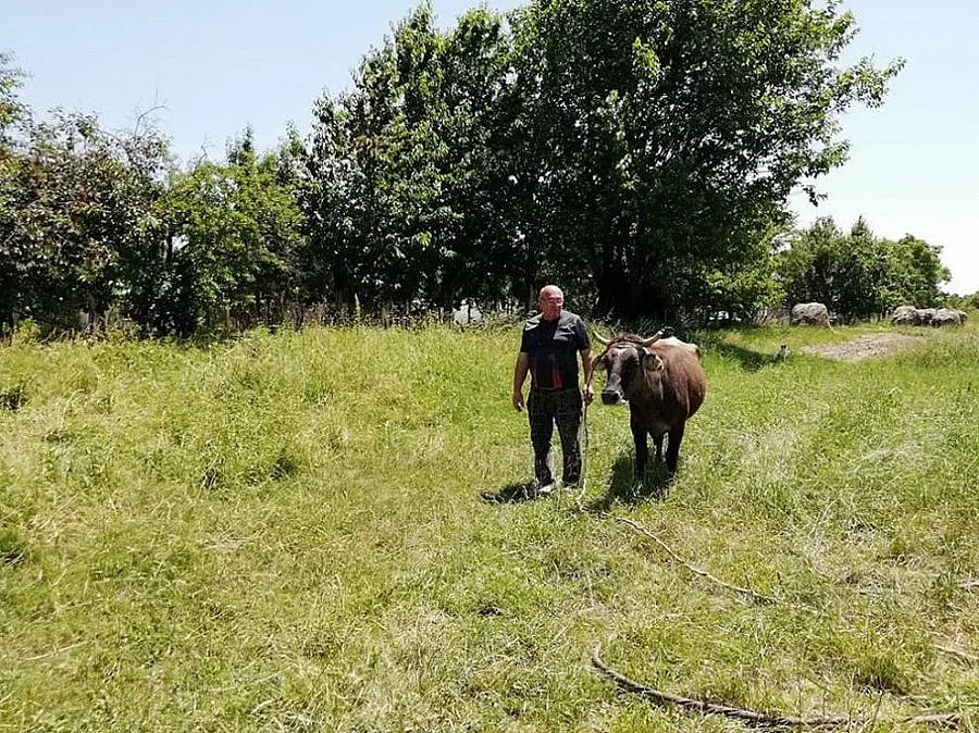 Стопанинът на кравата беглец: Успяхме да се преборим с бюрокрацията