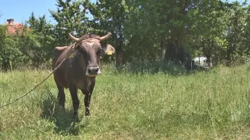 НА ФОКУС: Край на драмата, Пенка ще живее