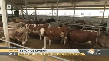 Кравеферма дава заплата 3000 лв. на животновъд без опит, но желаещи няма