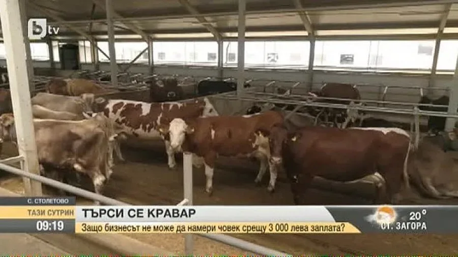 Кравеферма дава заплата 3000 лв. на животновъд без опит, но желаещи няма