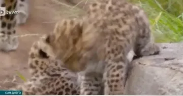 Зоопарк показа новородените си амурски леопардчета