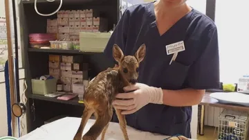 Спасеното сърне не може да бъде върнато в природата