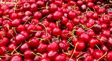 Фермери недоволстват от ниската цена на черешите