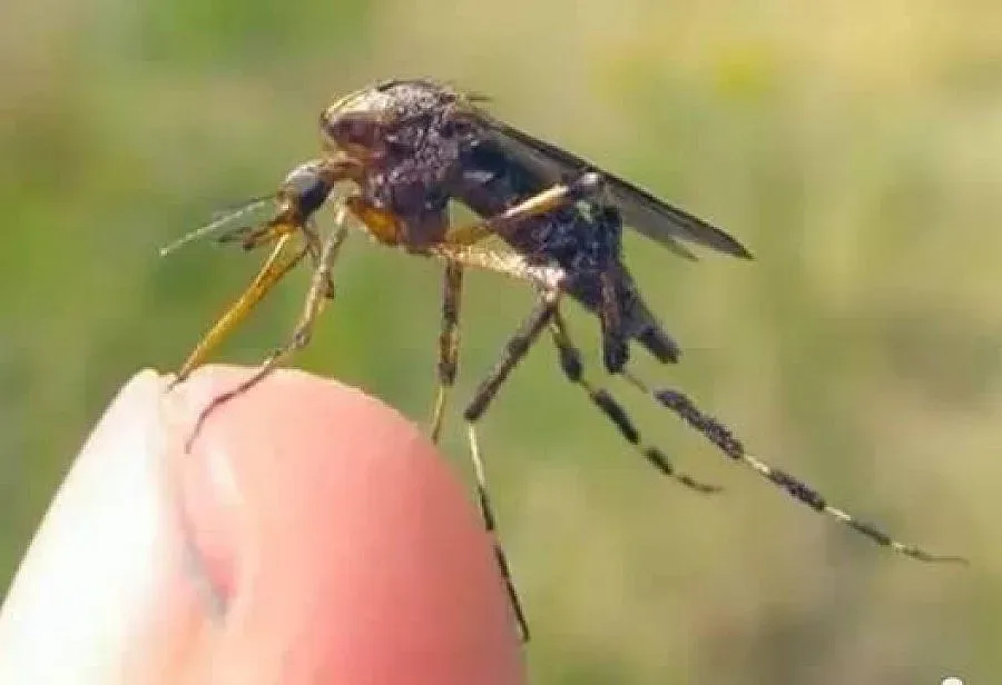 Напаст от комари превърна хората край Дунав в изобретатели