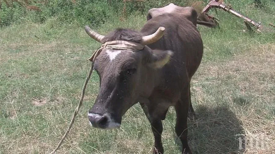 Днес ще стане ясна съдбата на кравата-беглец