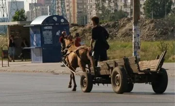 Автомобил блъсна кон на булевард в София