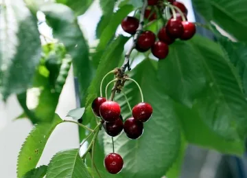 Диви свине нападат кюстендилските череши