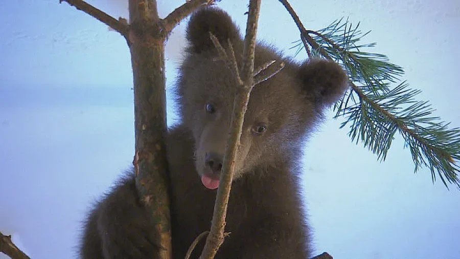 Спасените край Доспат мечета живеят в център в Гърция