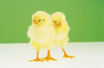 Учени разкриха защо птиците нямат зъби