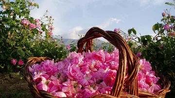 11 млн. френски парфюми с розово масло от Карлово