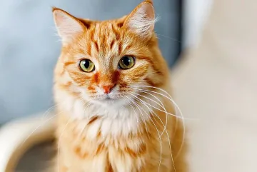 Възпитана котка очарова социалните мрежи