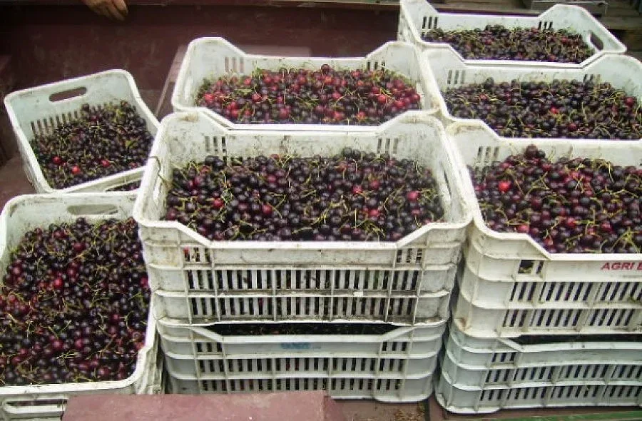 Жандармерията ще пази черешовата реколта в Кюстендилско