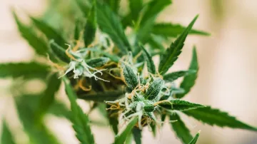 Гръцката полиция залови 248 кг марихуана