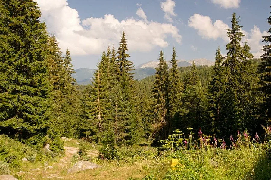 ДИСКУСИЯ НА "СТАНДАРТ": Държава и кметове с мисия "Пази гората"