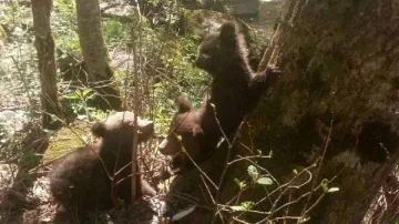 Пратиха ветеринар при трите изоставени мечета