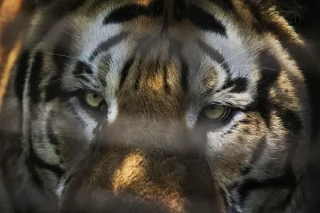 Животни създали своя "виртуална популация" в съзнанието на хората