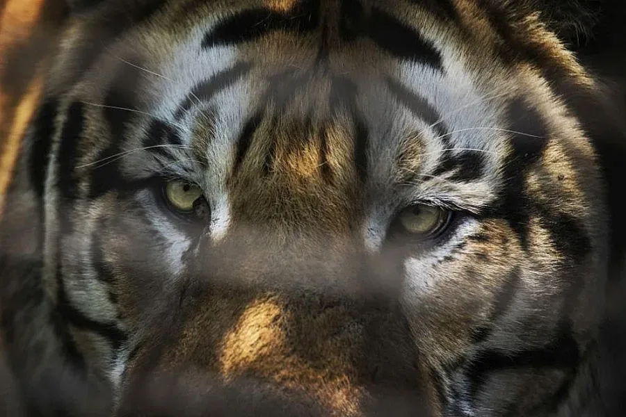 Животни създали своя "виртуална популация" в съзнанието на хората