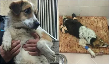 Лекари се борят за живота на кучето с отрязани лапи 