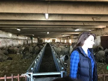 ДФ "Земеделие" показа как се прави успешна овцеферма