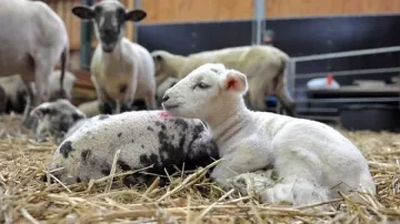 Гръцките агнета по-евтини от българските, съседите ще изнасят у нас