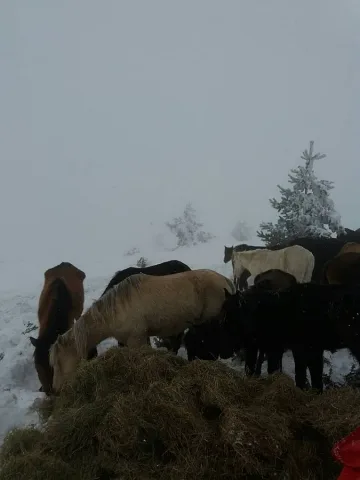 ОБЗОР: Стадо коне умря от глад и студ в Осоговската планина