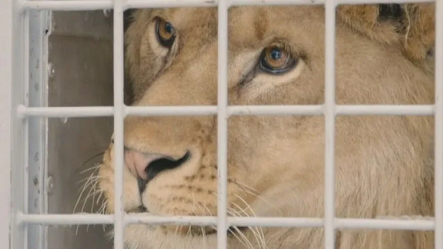 И лъвът Асен от Разград замина за Холандия