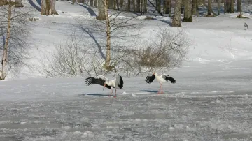 Лавина от сигнали за бедстващи щъркели в Бургаско
