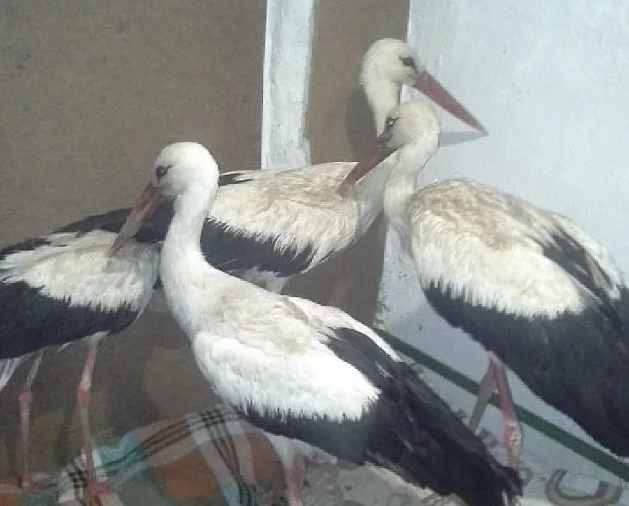 Експерти зоват: Не прибирайте щъркели, алармирайте еколозите