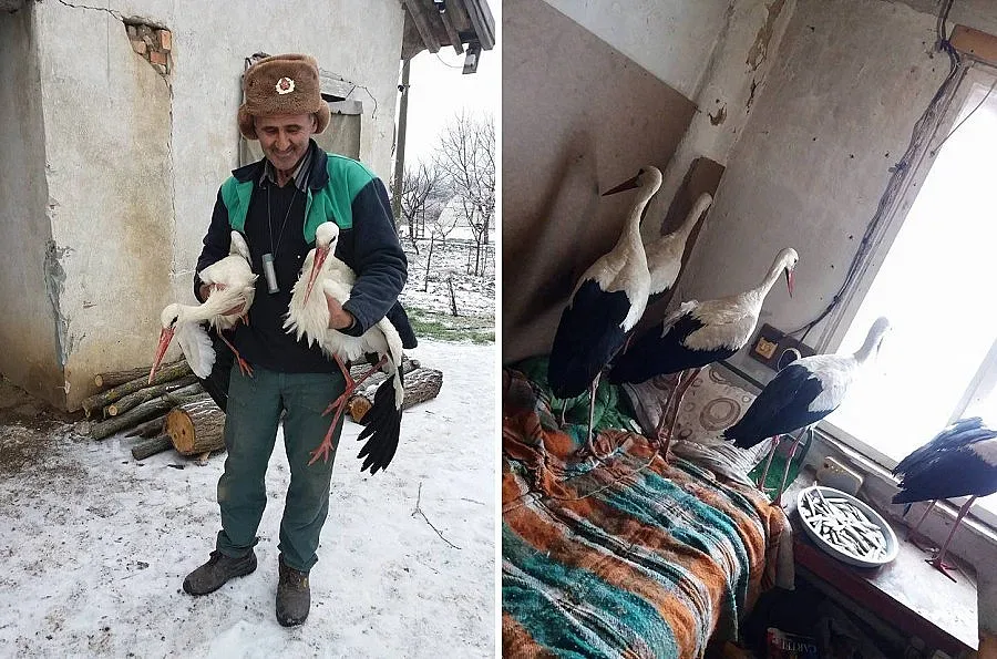 Сафет от Зарица приюти 4 щъркела