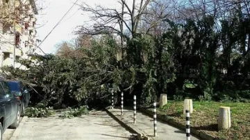 Силният вятър повали дърво в столичен парк 