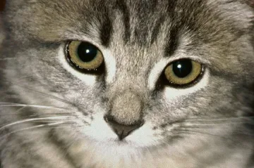 Ето как една котка стана герой