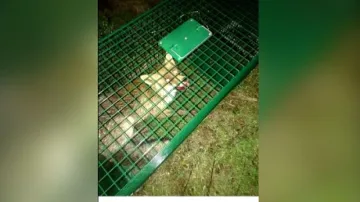 Снимка на лисица в капан възмути социалните мрежи