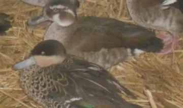 След скандала с умъртвените птици: Карантина в столичния зоопарк