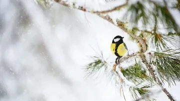 Следваща седмица - типично зимно време с повече облаци, дъжд и сняг