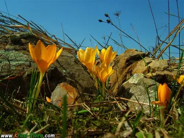 Леко затопляне