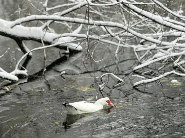 Зимата се завръща