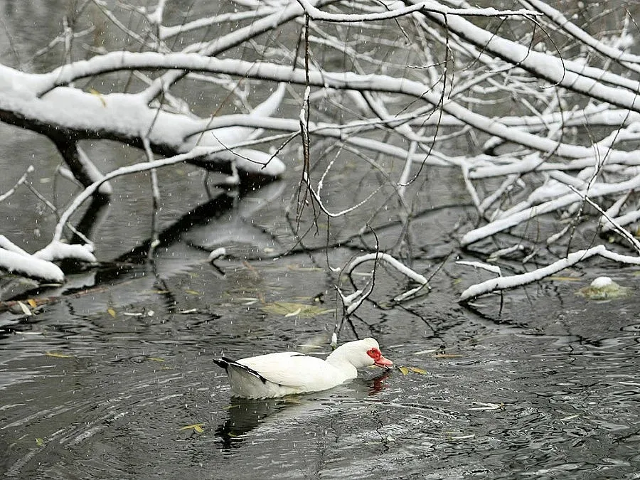 Зимата се завръща